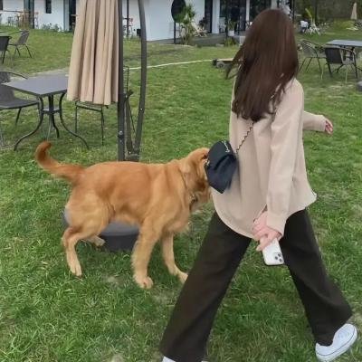 被流浪猫捡到的男人海报